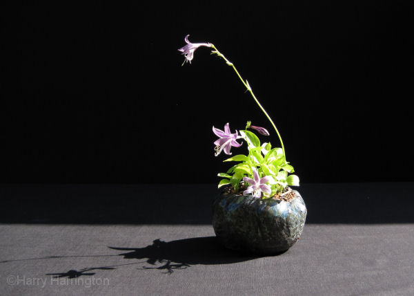 bonsai accent 